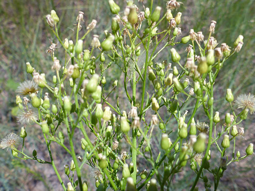 Canadian Horseweed