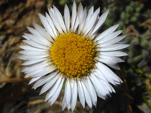 Dwarf Mountain Fleabane; Erigeron compositus, Conness Lakes Loop, California