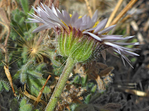 Phyllaries and florets