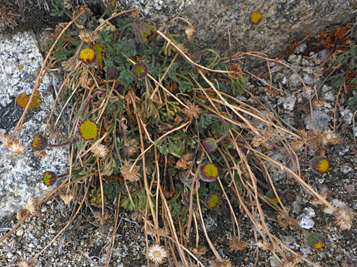 Plant in situ