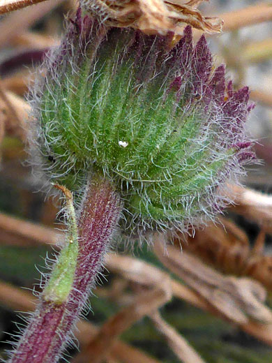 Purple-tipped phyllaries