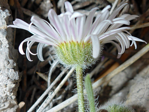 Hairy phyllaries