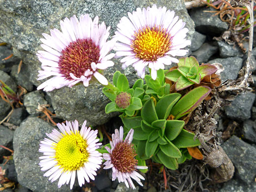 Seaside Aster