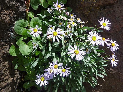 Flowers and leaves