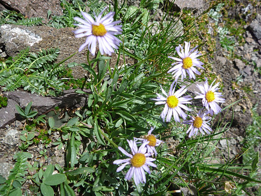 Rockslide Daisy