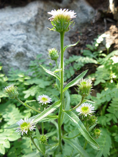 Shortray Fleabane