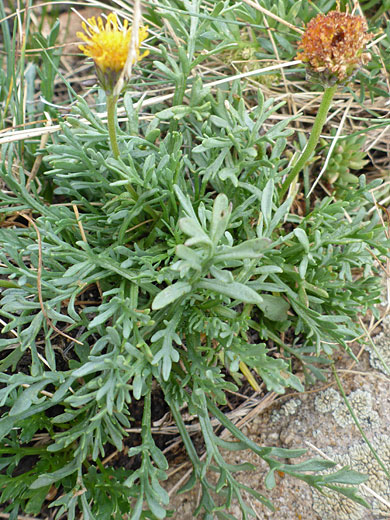 Imperfect Fleabane