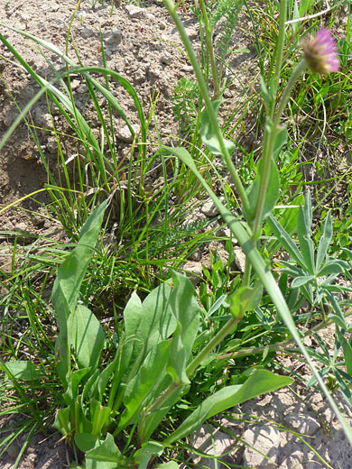 Leaves and stalk