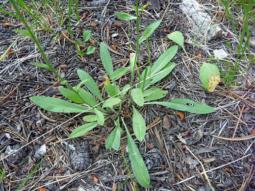 Basal leaves