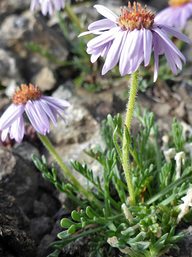 Cutleaf Daisy