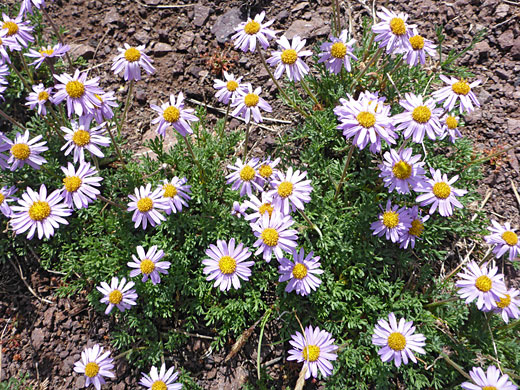 Many flowerheads