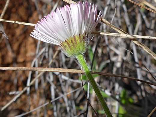 Running Fleabane