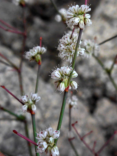 Discrete flower clusters