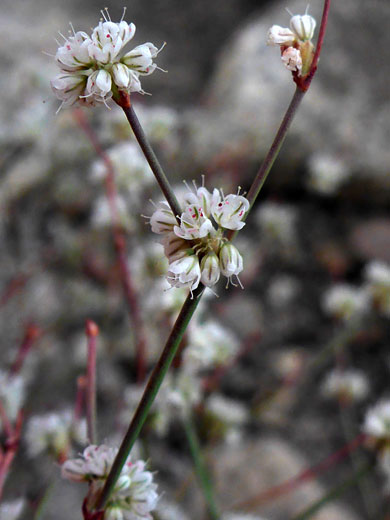 Branched stem