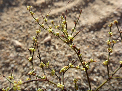 Short-Flower Wild Buckwheat; Short-flower wild buckwheat (eriogonum brachyanthum), Alabama Hills, California