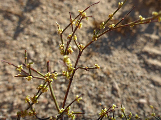 Small yellow flowers