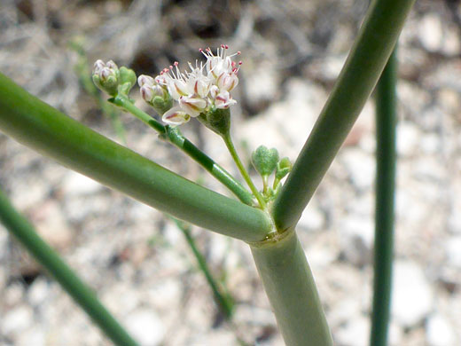 Flatcrown Buckwheat; Flatcrown buckwheat (eriogonum deflexum var deflexum), Lake Mead NRA, Nevada