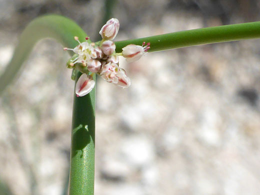 Flatcrown Buckwheat