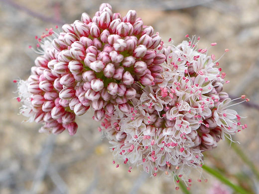 Two flower clusters