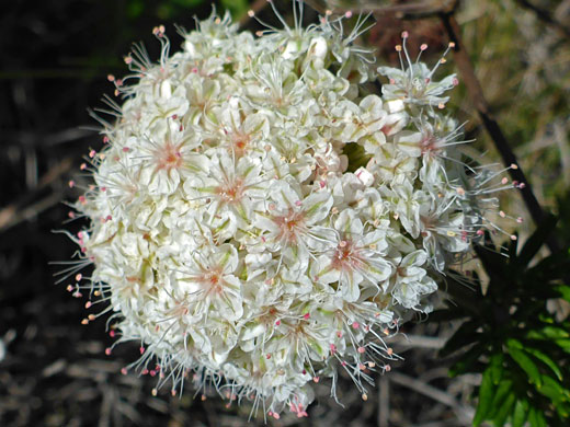 Spherical inflorescence