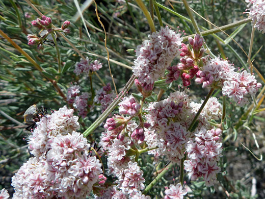 Pink and white flowers