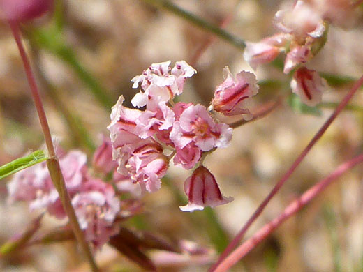 Rose And White Buckwheat; Rose and white buckwheat (eriogonum gracillimum), Rainbow Basin, California