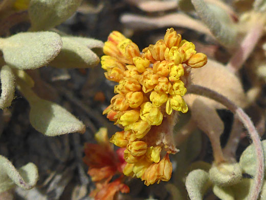 Orange-yellow flowers