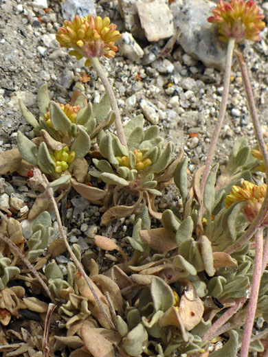 Flowering stems