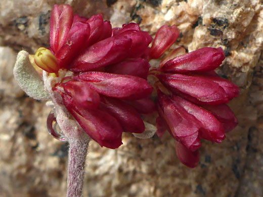 Clustered flowers