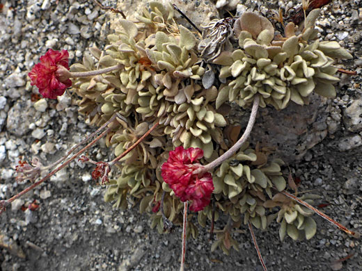 Red flowers and grayish leaves