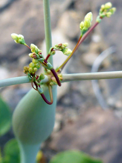 Flower cluster