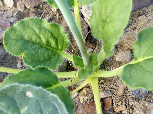 Basal leaves