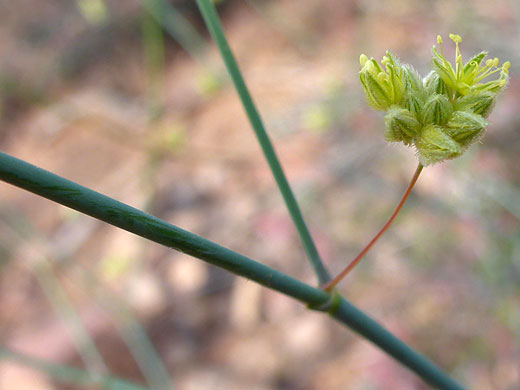 Greenish-yellow flowers