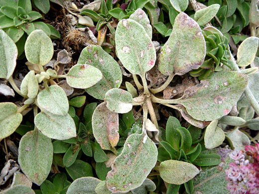 Coast Buckwheat