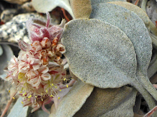 Granite Buckwheat; Granite buckwheat (eriogonum lobbii), Ruby Lake Trail, California