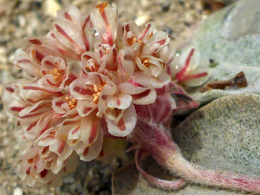 Granite Buckwheat