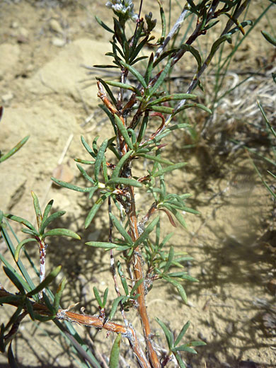 Slender Buckwheat