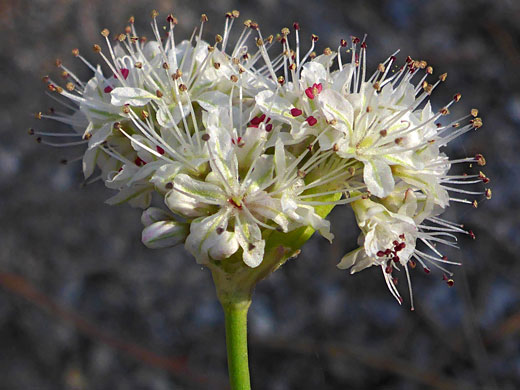 Exserted stamens