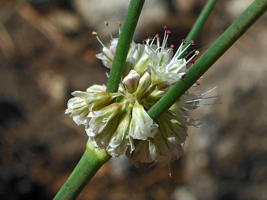 Flowers at a node