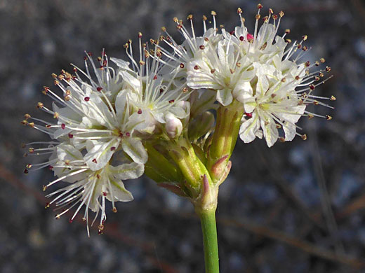 Naked Wild Buckwheat; Eriogonum nudum, Yosemite National Park, California