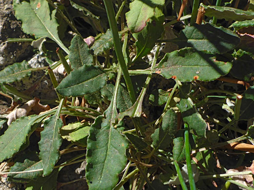 Stalked leaves