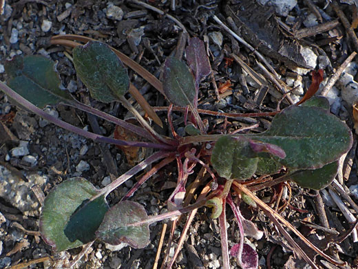 Basal leaves