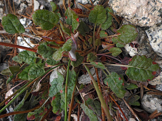 Green leaves