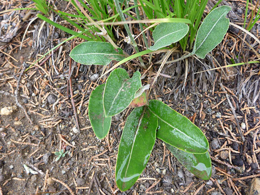 Basal leaves