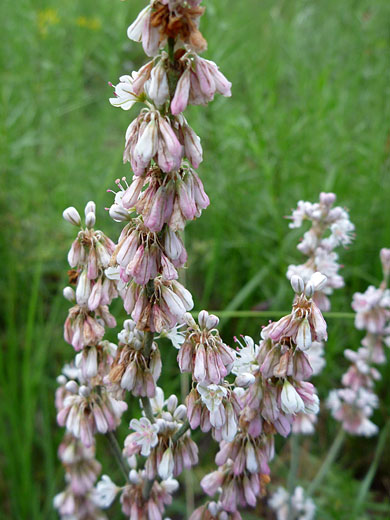 Pinkish-white flowers