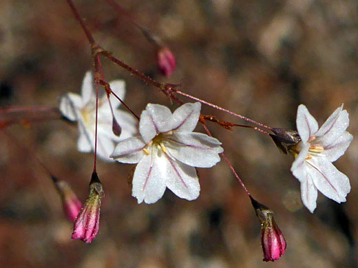 Spurry Buckwheat; Spurry buckwheat (eriogonum spergulinum), Sequoia National Park, California