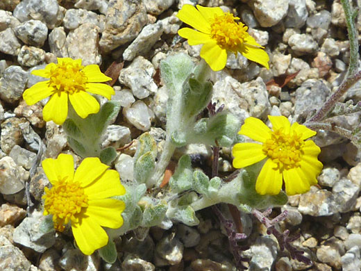 Woolly Daisy