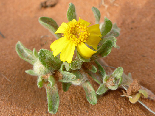 Single flowerhead