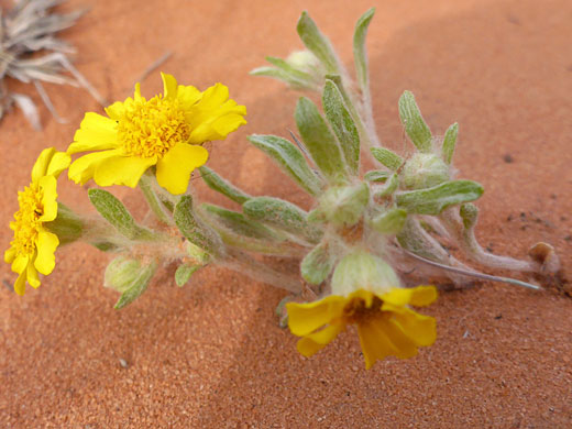 Plant on sand