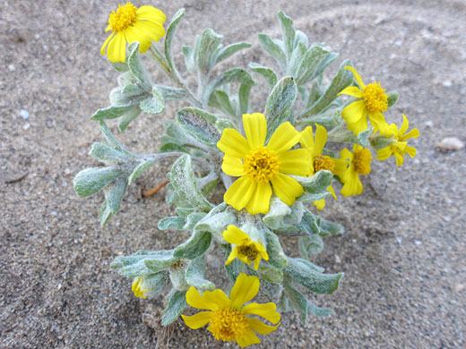 Stems and flowers